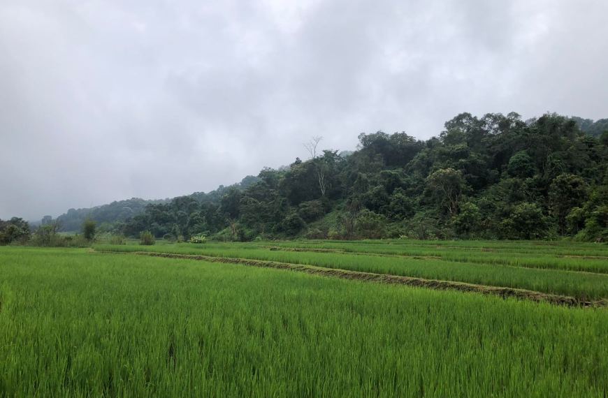 မျိုးစေ့ပုံဥပမာ