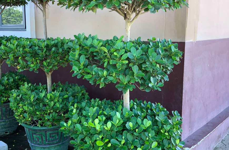 လူသား အဓိက လိုအပ်ချက်။